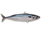 Mackerel Fish-(Makola Alexandria-VA)-B