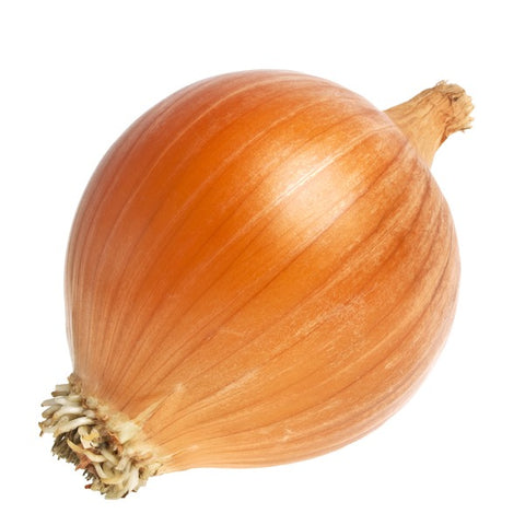 Onion-Spanish