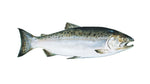 Salmon-(Makola Alexandria-VA)-B