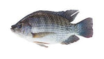 Tilapia FIsh By Pound-(Makola-Alexandria-VA)-B